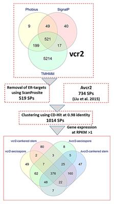 Comparative Transcriptomics and RNA-Seq-Based Bulked Segregant Analysis Reveals Genomic Basis Underlying Cronartium ribicola vcr2 Virulence